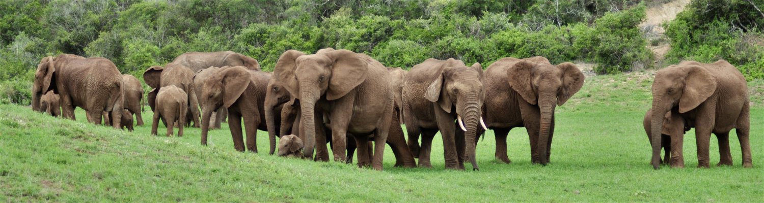elephant family herd photographed in the Addo elephant national park on a safari Addo tour with Into Tours 
