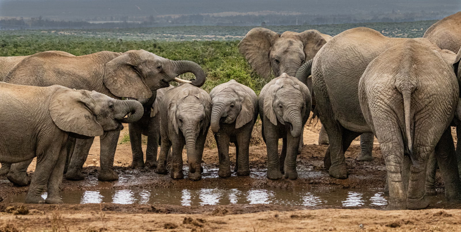 Captured during a guided safari tour in Addo Elephant National Park, this image showcases a serene moment as a family of elephants congregates around a watering hole. The majestic giants, bathed in soft morning light, exude a sense of calm and community as they quench their thirst and interact with each other. The lush greenery and the reflection of the elephants in the tranquil water create a picturesque scene, highlighting the natural beauty and wildlife diversity of South Africa's renowned national park