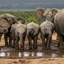 Captured during a guided safari tour in Addo Elephant National Park, this image showcases a serene moment as a family of elephants congregates around a watering hole. The majestic giants, bathed in soft morning light, exude a sense of calm and community as they quench their thirst and interact with each other. The lush greenery and the reflection of the elephants in the tranquil water create a picturesque scene, highlighting the natural beauty and wildlife diversity of South Africa's renowned national park