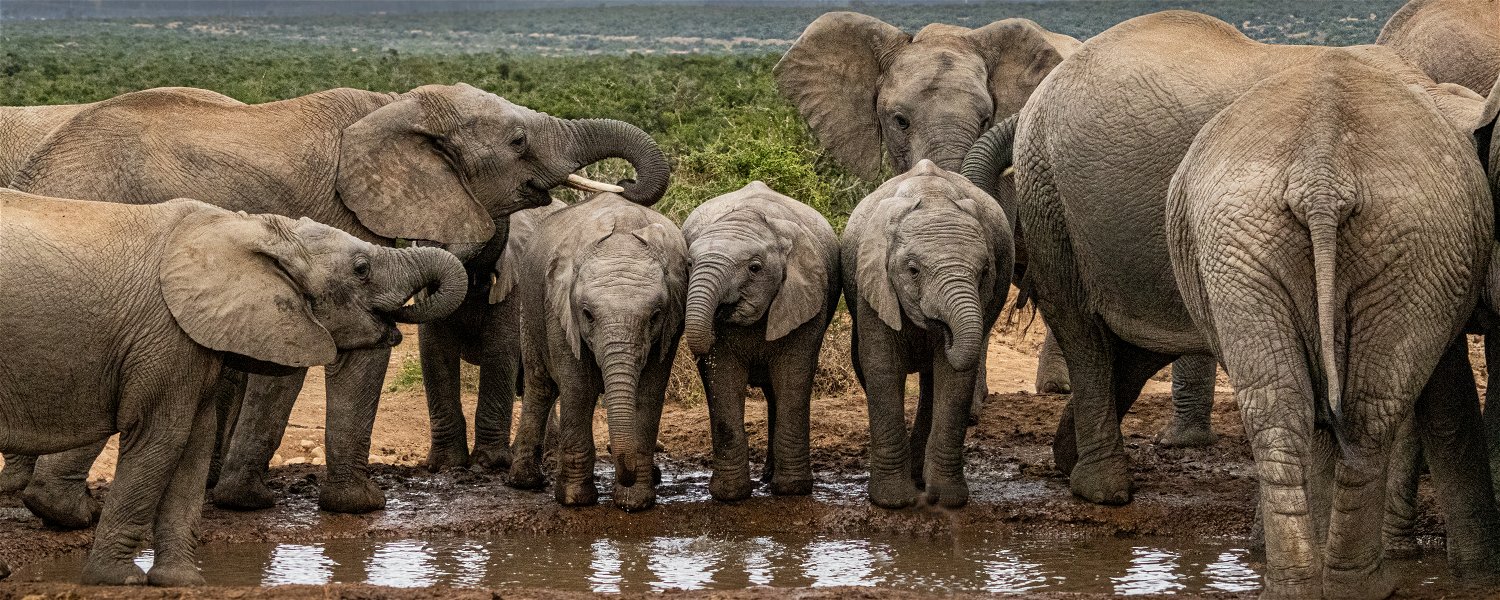 Addo Elephant National Park Safari 