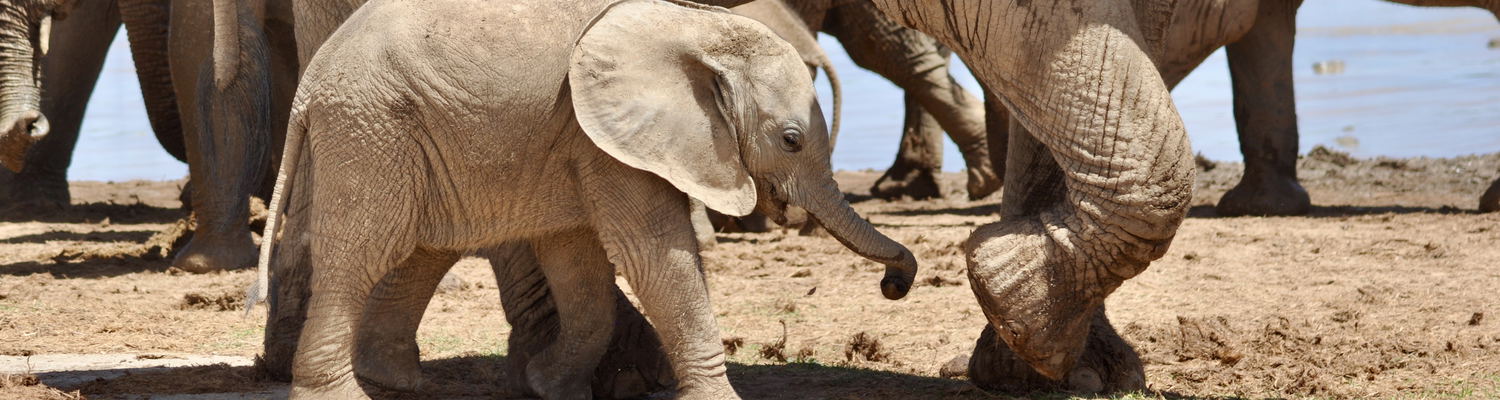 Addo Elephant National Park is home to an incredible herd of elephants, a must-see on your safari.