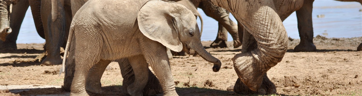 African Animals - The Wildlife of Addo Elephant National Park: Elephant calf walking next to the family herd of elephant at a watering hole. in the addo,addo activities,, addo safaris, addo game drives, addo animal,addo animals,addo 