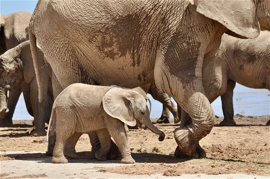 African Animals - The Wildlife of Addo Elephant National Park: Elephant calf walking next to the family herd of elephant at a watering hole. in the addo,addo activities,, addo safaris, addo game drives, addo animal,addo animals,addo 