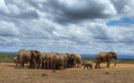 Large herd of elephants gathered at a watering hole in Addo Elephant National Park, showcasing the park's incredible wildlife. The elephants, with their majestic tusks and powerful presence, create a stunning spectacle as they drink and interact in their natural habitat. A true testament to the park's conservation efforts and rich biodiversity.