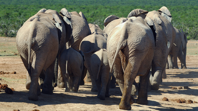 See an adult elephant in full stride across Addo's vast plains, part of the Big 7 you’ll encounter on your guided safari tour.