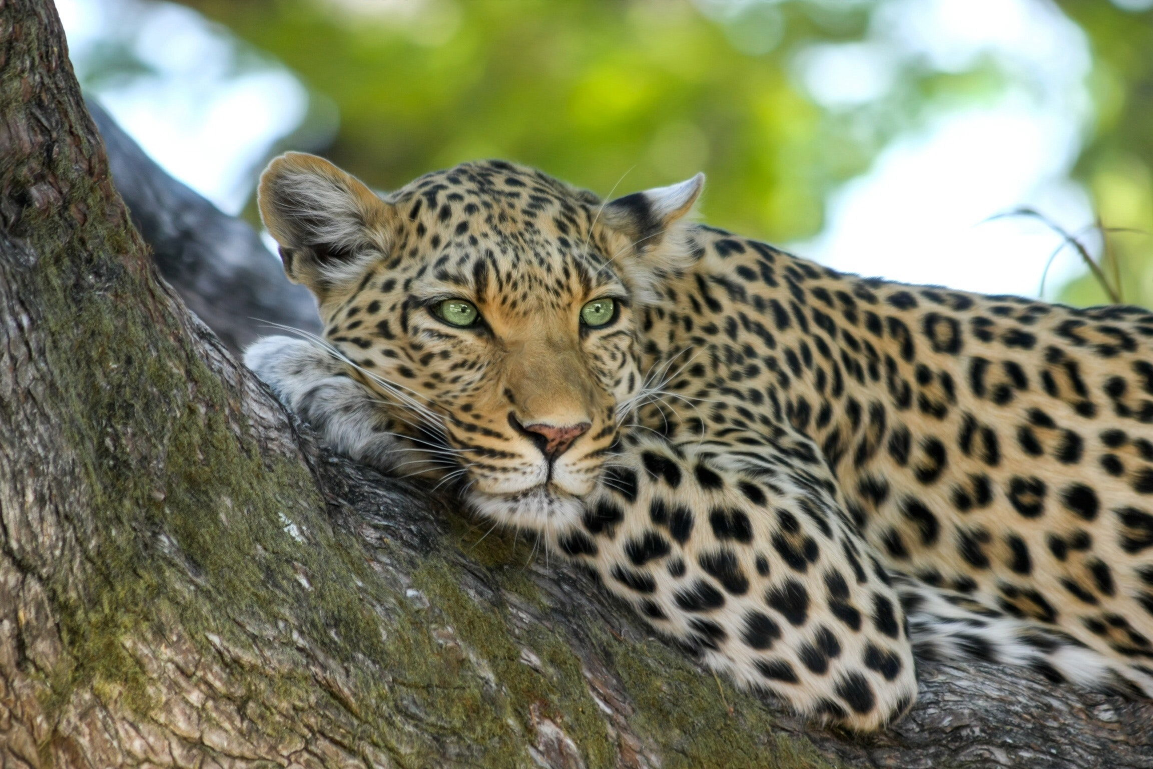Leopard - Addo - South Africa - Port Elizabeth