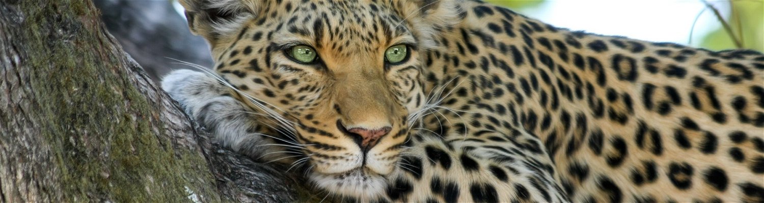 Leopard - Addo - South Africa - Port Elizabeth