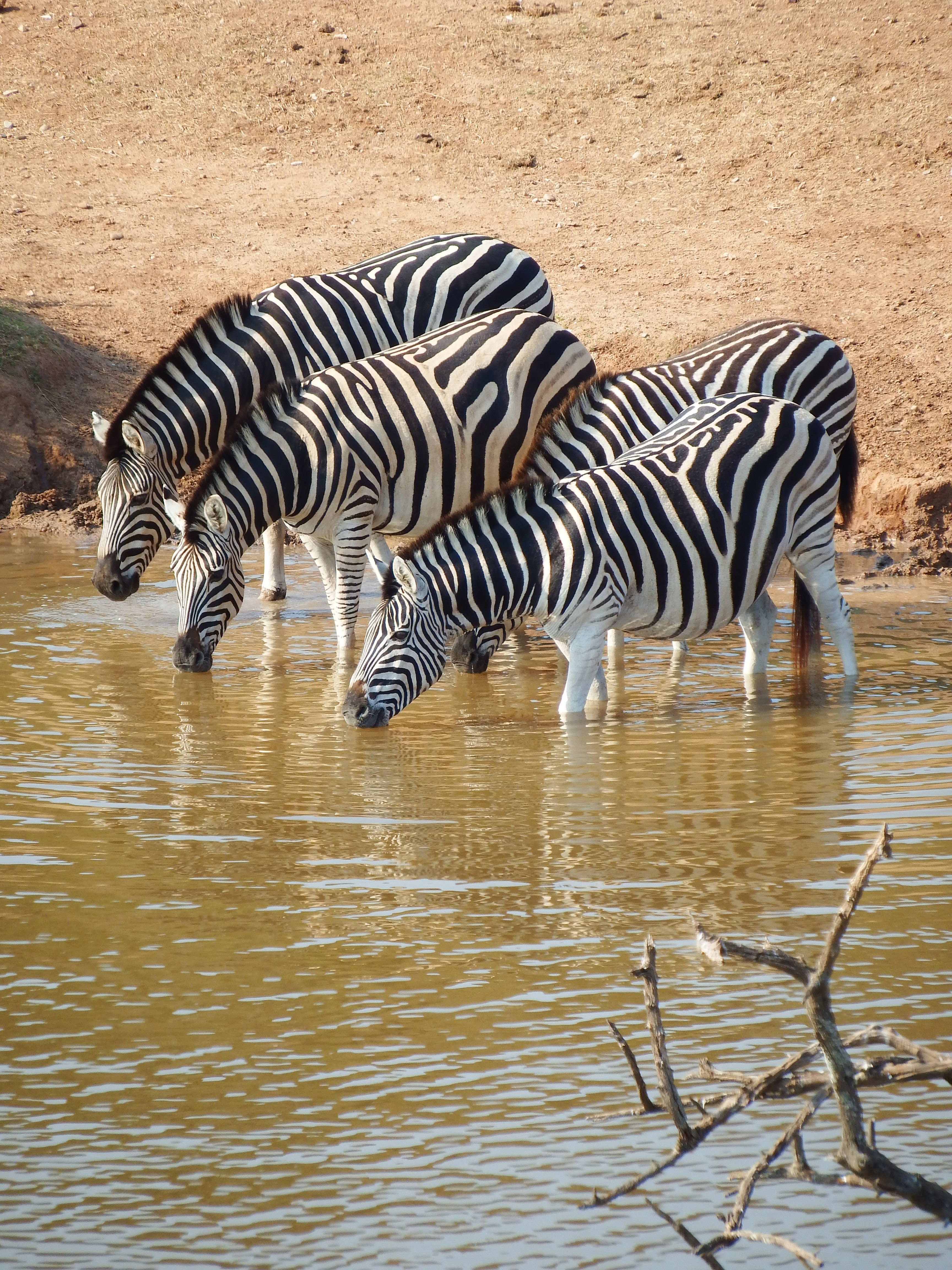 Berchels zebra drinking water at a watering hole in the Addo Elephant National Park in Eastern Cape, Port Elizabeth, South Africa 