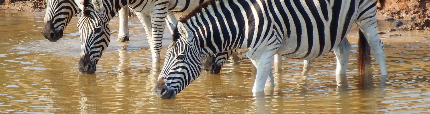 Berchels zebra drinking water at a watering hole in the Addo Elephant National Park in Eastern Cape, Port Elizabeth, South Africa 