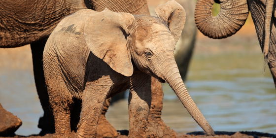 Addo Elephant Safari & SA Braai (BBQ) Lunch | Full-Day Tour