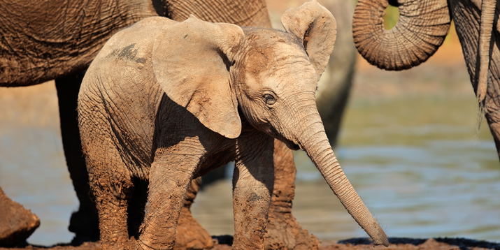 Addo Elephant Safari & SA Braai (BBQ) Lunch | Full-Day Tour
