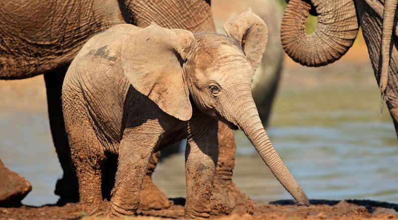 Addo elephant and a baby elephant drinking water at a Harpoor watering hole, a captivating experience for port-of-call tours when visiting Port Elizabeth Harbour in Gqerberha. Enjoy these sightings on a small-group lead safari with Into Tours. 