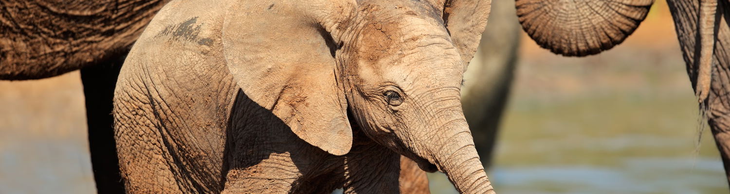 Addo elephant and a baby elephant drinking water at a Harpoor watering hole, a captivating experience for port-of-call tours when visiting Port Elizabeth Harbour in Gqerberha. Enjoy these sightings on a small-group lead safari with Into Tours. 