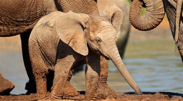 Addo elephant and a baby elephant drinking water at a Harpoor watering hole 