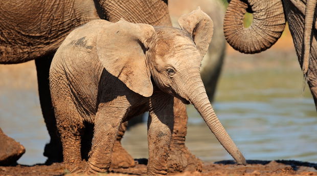 Addo elephant and a baby elephant drinking water at a Harpoor watering hole, a captivating experience for port-of-call tours when visiting Port Elizabeth Harbour in Gqerberha. Enjoy these sightings on a small-group lead safari with Into Tours. Addo elephant and a baby elephant drinking water at a Harpoor watering hole, a captivating experience for port-of-call tours when visiting Port Elizabeth Harbour in Gqerberha. Enjoy these sightings on a small-group lead safari with Into Tours.
