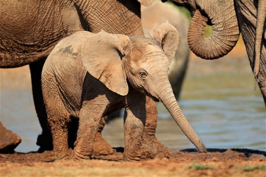 A picture of a baby African elephant at a watering hole in Addo Elephant National Park as seen by tourist on a Addo Elephant Park Safari, Addo Game Drives, Into Tours Addo Safari Tours