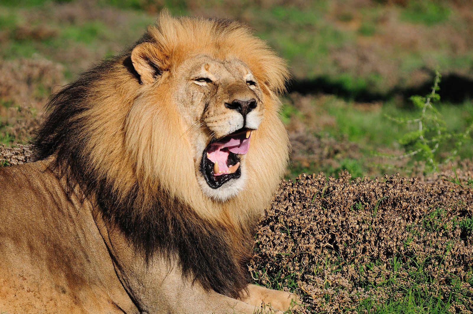 African Addo Lion photographed in Addo Elephant National Park, Eastern Cape, South Africa. A powerful lion resting in the sun in Addo Elephant Park, its golden mane gleaming under the African sun. Known as the 'King of the Jungle,' this magnificent predator roams the vast landscape, a highlight of the Big 7 safari experience. Capture the thrill of seeing lions in their natural habitat during your unforgettable shore excursion with Into Tours.