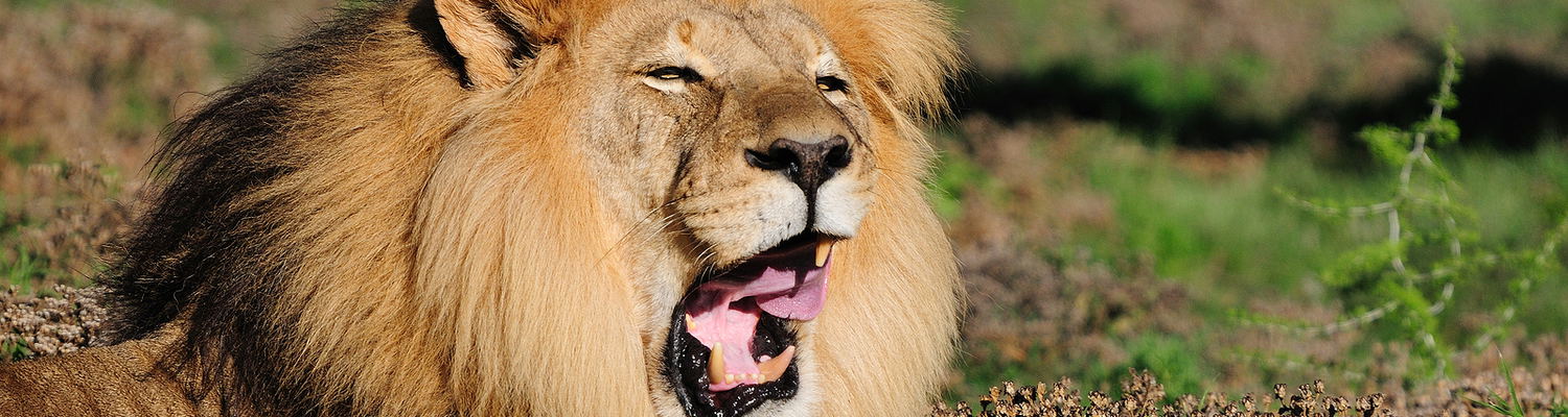African Addo Lion photographed in Addo Elephant National Park, Eastern Cape, South Africa. A powerful lion resting in the sun in Addo Elephant Park, its golden mane gleaming under the African sun. Known as the 'King of the Jungle,' this magnificent predator roams the vast landscape, a highlight of the Big 7 safari experience. Capture the thrill of seeing lions in their natural habitat during your unforgettable shore excursion with Into Tours.