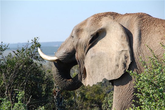 Elephant bull eating spekboom (elephant bush) as seen on a guided Addo Safari Tour with Into Tours