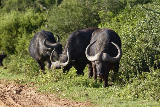 African animals at Addo Elephant National Park. Buffalos are one of the animals that make up the big 5 animals which are Lions · Leopards · Black rhinos · Buffaloes · Elephants.