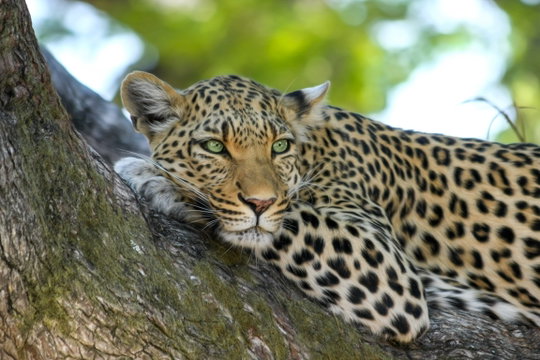Leopard os part of the big 5 of African wildlife found in the Addo Elephant national Park. Leopard os part of the big 5 of African wildlife found in the Addo Elephant national Park.