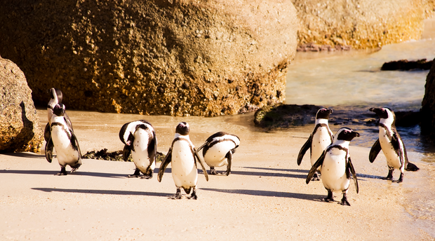 Cape penguin Boulders beach tour, Cape Town Penguin tour, table mountain tour, Robben island, Camps Bay beach, V&A Waterfront, Groot Constantia wine tour, city tour cape Town,Cape point private tour, Penguins tour, Wine tour cape town, 