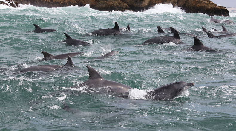 Bottel nose dolphins on a cruise to nearby islands in Port Elizabeth. Big 7 Bottel nose dolphins on a cruise to nearby islands in Port Elizabeth. Big 7