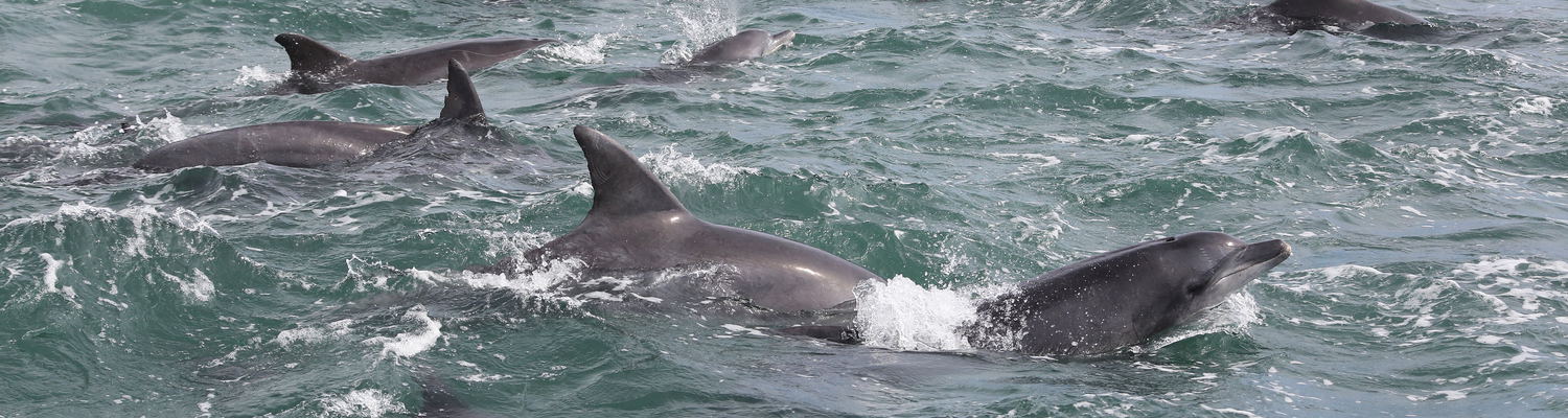 Bottel nose dolphins on a cruise to nearby islands in Port Elizabeth. Big 7