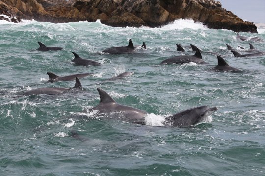 Bottel nose dolphins on a cruise to nearby islands in Port Elizabeth. Big 7 