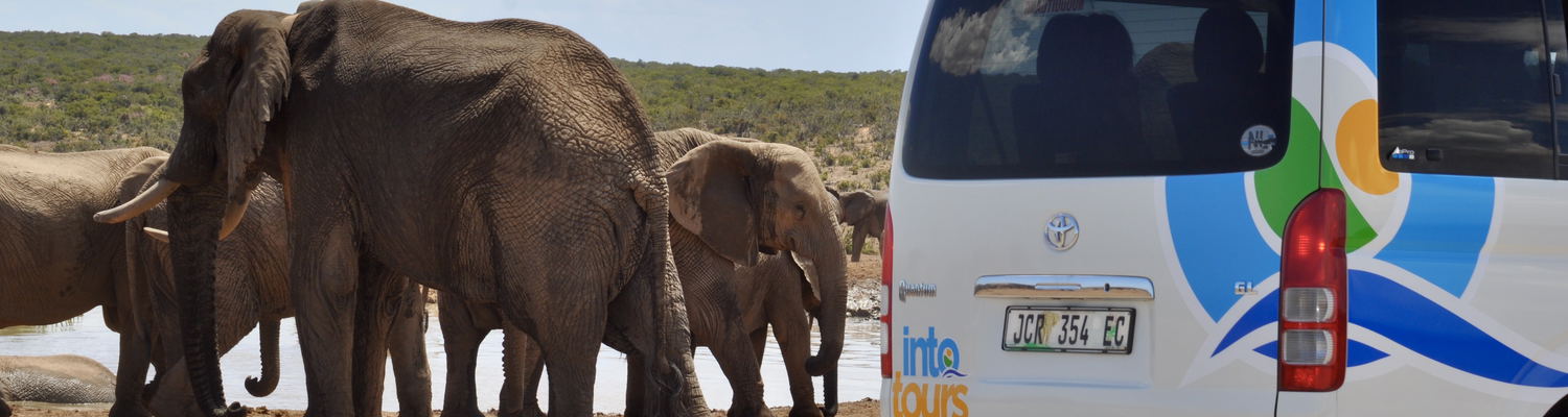 Picture of a elephants at a watering hole near Into Tours tour vehicle at the Addo Elephant National Park as seen on a guided game drive to Addo Elephant National Park safari Tour with Into Tours