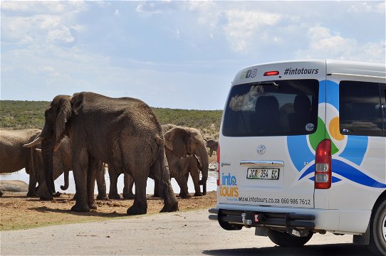 Picture of a elephants at a watering hole near Into Tours tour vehicle at the Addo Elephant National Park as seen on a guided game drive to Addo Elephant National Park safari Tour with Into Tours 