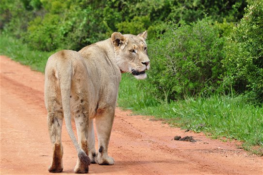Lioness in Addo Elephant National Park 