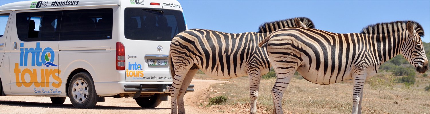 Zebra close to Into Tours vehicle as seen on a guided Addo tour safari in the Addo elephant national park 