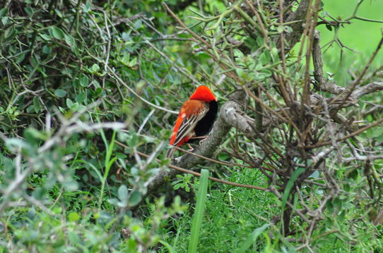 From majestic raptors to colorful songbirds, every safari is a birdwatcher’s paradise.