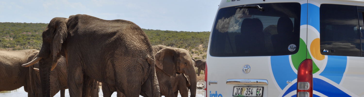 game drive to Addo Elephnat National Park in a closed mini bus van offering air-conditioner and a comfortable safari experience for families, small group tours relaxed pace safari with ample photo opportunities. Into Tours vehicle close to an elephant herd at harpoon dam in Addo elephant National Park on a safari tour with a Safari Tour operator in South Africa Into Tours