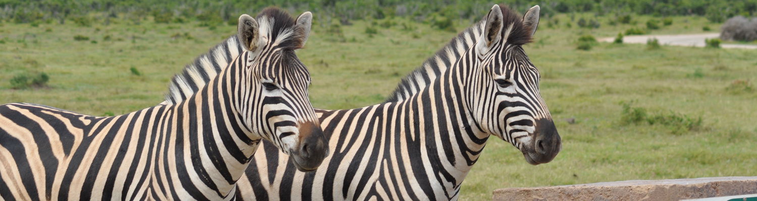 Spot Burchell's zebras, known for their striking black-and-white stripes, as they roam freely in Addo Elephant National Park, a prime destination for an unforgettable safari experience. Book your tour today to see these majestic creatures up close on a guided game drive and shore excursion for cruise liner passengers with Into Tours offering small-group safaris to Addo Elephant Park. 