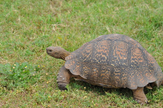 Patience and perseverance—this tortoise is a reminder to enjoy every moment in nature.