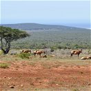 Red hartebeast in addo elephnat national park with valley hills and ocean and sand dunes in background. as seen on a guided tour and safari with Into Tours 