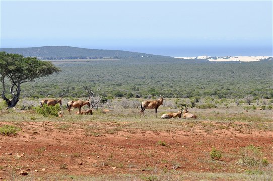 Red hartebeast in addo elephnat national park with valley hills and ocean and sand dunes in background. as seen on a guided tour and safari with Into Tours 