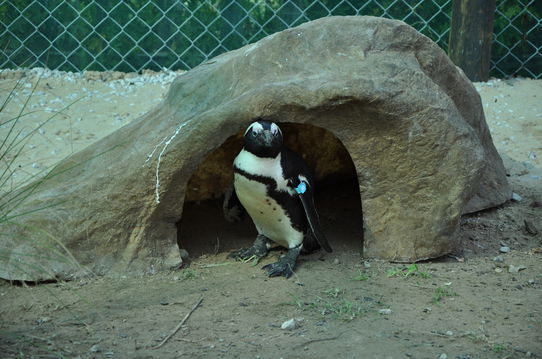 A rescued penguin finding comfort under a rock in a carefully recreated environment at the rehabilitation centre at Sancobb.