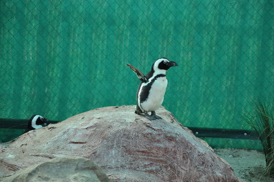 Though no longer in the wild, this penguin finds refuge in a rehabilitated environment that mirrors its natural home as seen on a guided tour at Sancobb with Into Tours.