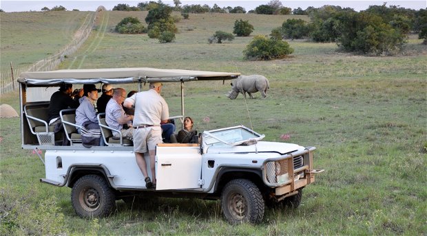 Co-Workers listening to wild life animal facts while on a 4x4 big five Safari Experience in Cape Town Co-Workers listening to wild life animal facts while on a 4x4 big five Safari Experience in Cape Town