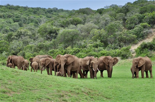 Family elehant herd in Waynes valley in the Addo elephant national park on a guided game drive with tour operator and safari specialist Into Tours