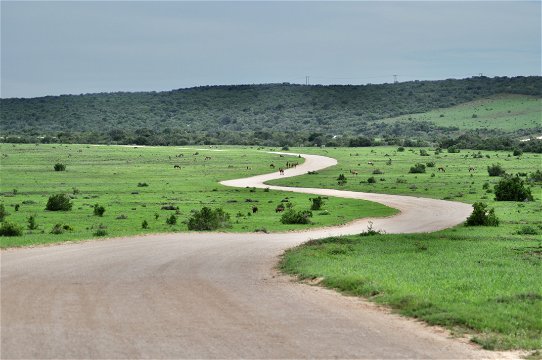 Sandy gravel road in the Addo elephant National Park as seen on a guided Addo elephant national park tour with Into Tours a ground tour operator 
