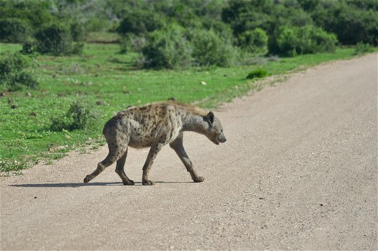 Spotted hyena photographed walking across the road in the Addo Elephant National Park in South Africa as seen on a guided Addo safari tour with Into Tours a ground tour operator