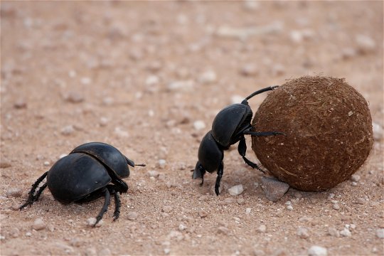 A Flightless Dung Beetle, Circellium Bacchus, pushes a rolled up dung ball across a dirt road at the Addo Elephant Park, South Africa.Flightless dung beetle as seen a a guided safari tour in the Addo elephant national park with a tour operator Into Tours 