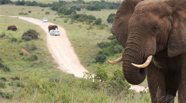 Elephant bull with road and gravel path behind as seen on a Addo tour with Into Tours a safari tour to Addo elephant national park