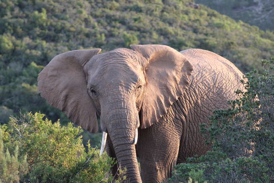 A majestic elephant, one of the Big Five, roaming freely in its natural habitat during an unforgettable safari experience with Into Tours.