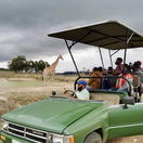 Group of people and children looking at giraffes on a 4x4 guided game drive in Cape Town on a wine farm. Group of people and children looking at giraffes on a 4x4 guided game drive in Cape Town on a wine farm.