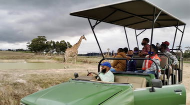 Group of people and children looking at giraffes on a 4x4 guided game drive in Cape Town on a wine farm.